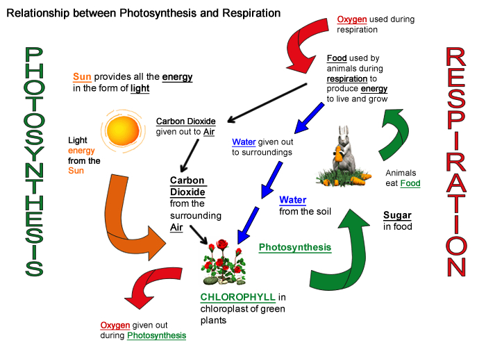 Photosynthesis and respiration